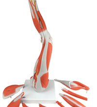 3B Scientific Anatomical Model - Lower Muscle Leg with detachable Knee, 3 part, Life Size - Includes 3B Smart Anatomy