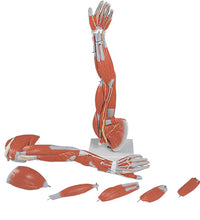 3B Scientific Anatomical Model - Regular muscular arm 6-part - Includes 3B Smart Anatomy