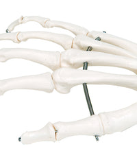 3B Scientific Anatomical Model, Human Hand Skeleton Model with Ulna and Radius, Wire Mounted, Includes 3B Smart Anatomy