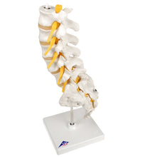 Anesthesiology Lab Set