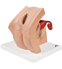 Intro to Gynecology Lab Set