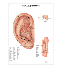 Male Acupuncture, L ear model, body and ear chart