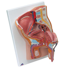 Male Catheterization Pro Set