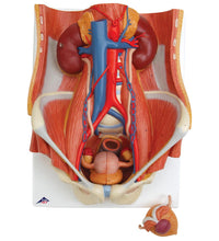 Dual Sex Catheterization Basic Set