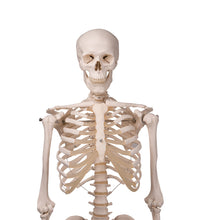Human Skeleton Model Stan on Hanging Stand - 3B Smart Anatomy
