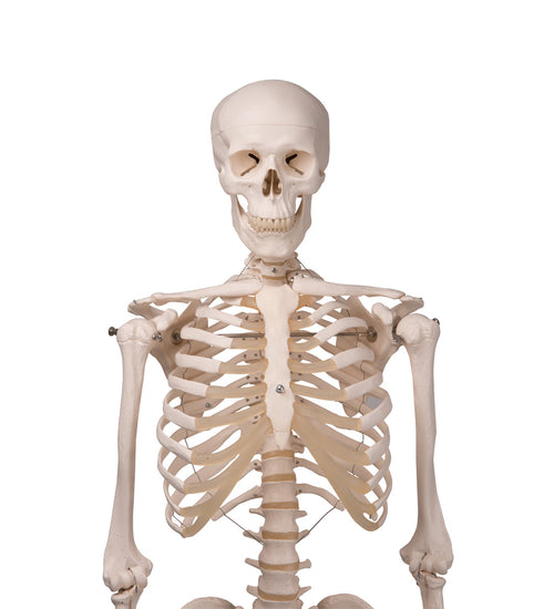 Human Skeleton Model Stan on Hanging Stand - 3B Smart Anatomy