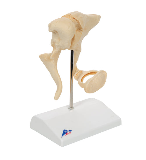 Human Ossicle Model (BONElike), 20-times Magnified - 3B Smart Anatomy