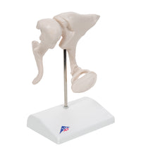 Human Ossicle Model, 20-times Maginified - 3B Smart Anatomy