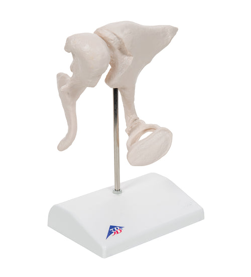 Human Ossicle Model, 20-times Maginified - 3B Smart Anatomy