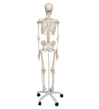 Human Skeleton Model Stan - 3B Smart Anatomy