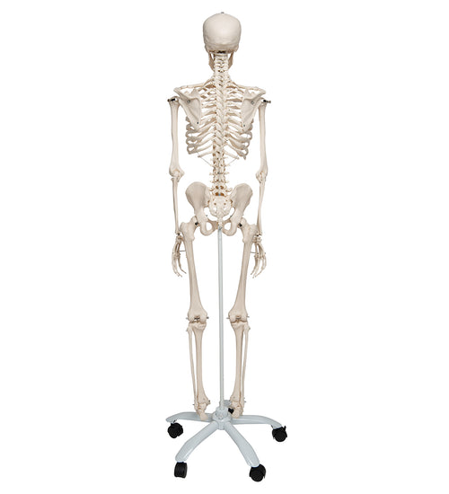 Human Skeleton Model Stan - 3B Smart Anatomy