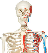 Human Skeleton Model Max on Hanging Stand with Painted Muscle Origins & Inserts - 3B Smart Anatomy