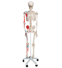 Human Skeleton Model Max with Painted Muscle Origins & Inserts - 3B Smart Anatomy