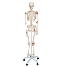 Human Skeleton Model Leo with Ligaments - 3B Smart Anatomy