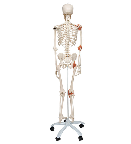 Human Skeleton Model Leo with Ligaments - 3B Smart Anatomy