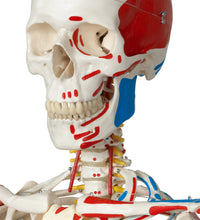 Human Skeleton Model Sam on Hanging Stand with Muscle & Ligaments - 3B Smart Anatomy