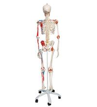 Human Skeleton Model "Sam" with Muscles & Ligaments - 3B Smart Anatomy