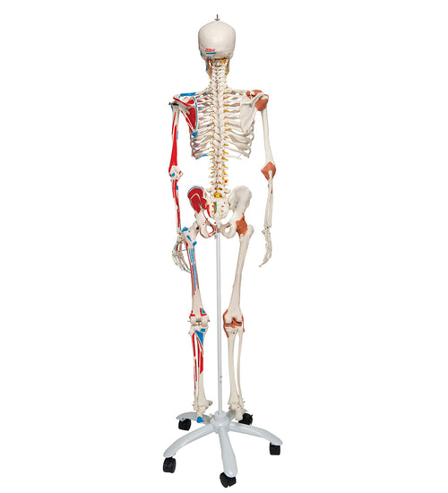 Human Skeleton Model "Sam" with Muscles & Ligaments - 3B Smart Anatomy