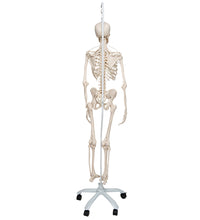 Functional & Physiological Human Skeleton Model Frank on Hanging Stand - 3B Smart Anatomy