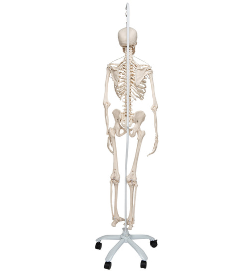 Functional & Physiological Human Skeleton Model Frank on Hanging Stand - 3B Smart Anatomy
