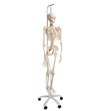 Physiological Human Skeleton Model Phil on Hanging Stand - 3B Smart Anatomy