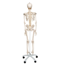 Flexible Human Skeleton Model Fred - 3B Smart Anatomy