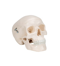 Mini Human Skull Model, 3-part (Skullcap, Base of Skull, Mandible) - 3B Smart Anatomy