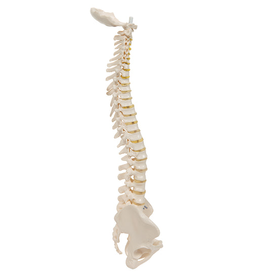 Mini Human Spinal Column Model, Flexible Mounted - 3B Smart Anatomy