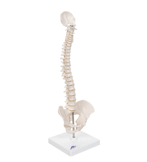 Mini Human Spinal Column Model, Flexible Mounted, on Removable Base - 3B Smart Anatomy