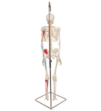Mini Human Skeleton Shorty with Painted Muscles on Hanging Stand, Half Natural Size - 3B Smart Anatomy