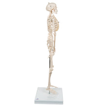 Mini Human Skeleton Model Shorty, Half Natural Size - 3B Smart Anatomy