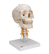 Human Skull Model on Cervical Spine, 4 part - 3B Smart Anatomy