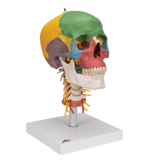 Didactic Human Skull Model on Cervical Spine, 4 part - 3B Smart Anatomy