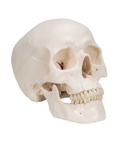 Classic Human Skull Model with Brain, 8-parts - 3B Smart Anatomy