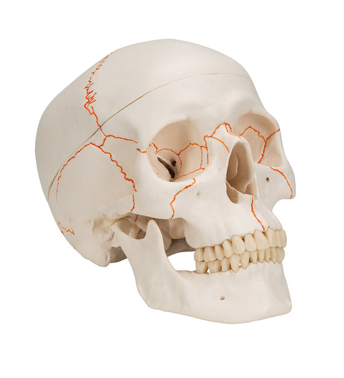 Human Classic Skull Model, 3 part - 3B Smart Anatomy