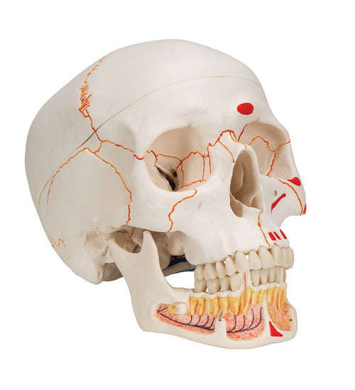 Classic Human Skull Model painted, with Opened Lower Jaw, 3 part - 3B Smart Anatomy