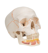 Classic Human Skull Model with Opened Lower Jaw, 3 part - 3B Smart Anatomy