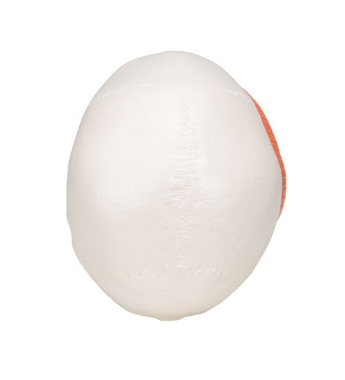 TMJ Human Skull Model, Demonstrates Functions of Masticator Muscles, 2 part - 3B Smart Anatomy