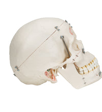 Deluxe Human Demonstration Dental Skull Model, 10 part - 3B Smart Anatomy
