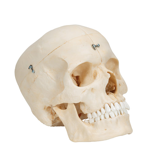 BONElike Human Bony Skull Model, 6 part - 3B Smart Anatomy