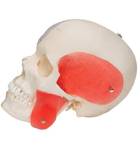 BONElike Human Skull Model, Half Transparent & Half Bony, 8 part - 3B Smart Anatomy