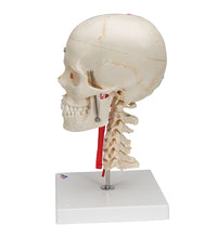 BONElike Human Skull Model, Half Transparent & Half Bony, Complete with Brain & Vertebrae - 3B Smart Anatomy
