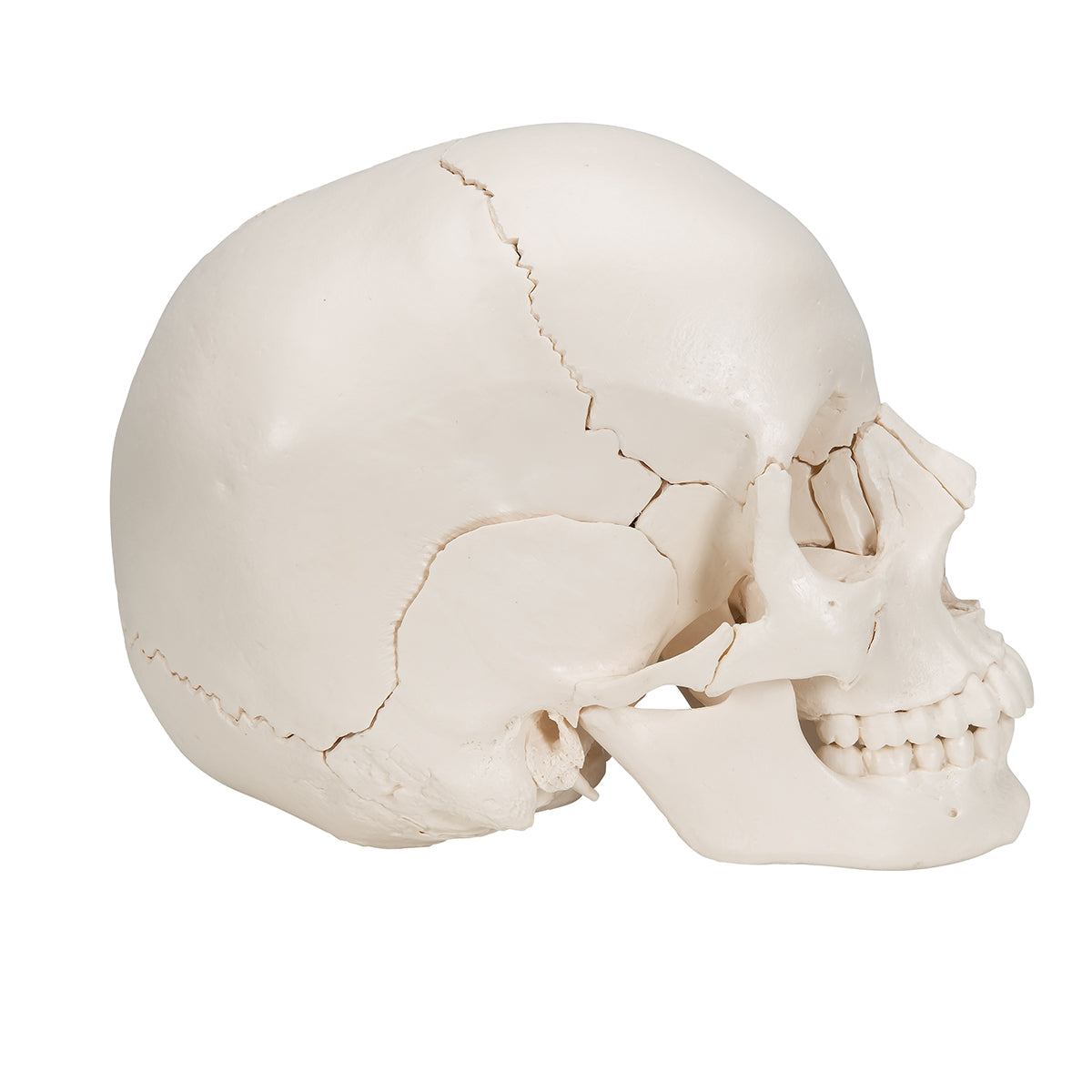 Beauchene Adult Human Skull Model, Bone Colored Version, 22 part - 3B Smart Anatomy