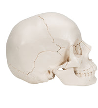 Beauchene Adult Human Skull Model, Bone Colored Version, 22 part - 3B Smart Anatomy