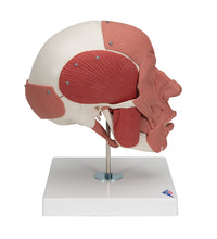 Human Skull with Facial Muscles - 3B Smart Anatomy
