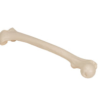 Human Femur - 3B Smart Anatomy