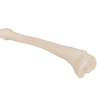 Human Tibia Model- 3B Smart Anatomy