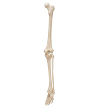 Human Skeleton of Leg with Foot, Wire Mounted - 3B Smart Anatomy