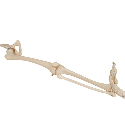 Human Leg Skeleton Model with Hip Bone - 3B Smart Anatomy