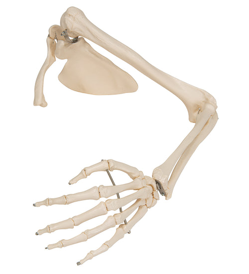 Human Arm Skeleton Model with Scapula & Clavicle - 3B Smart Anatomy